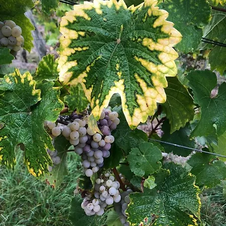 Altes Spitzhaus An Der Goldroul شقة