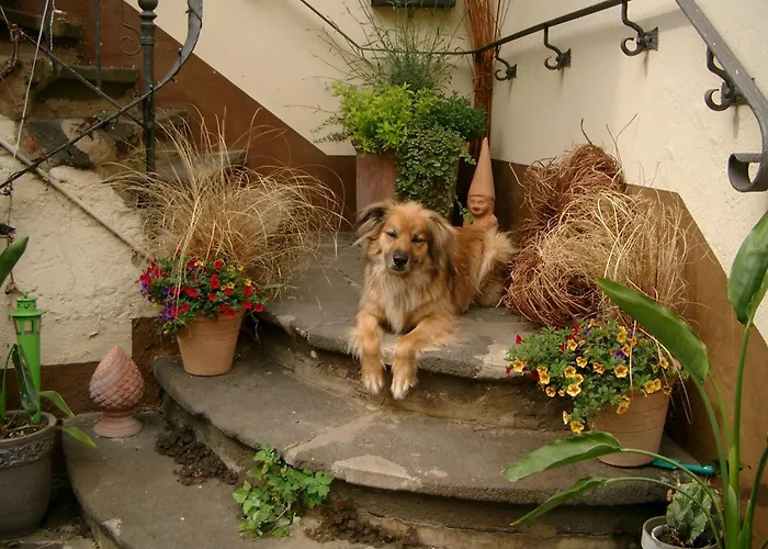 Altes Spitzhaus An Der Goldroul Senheim