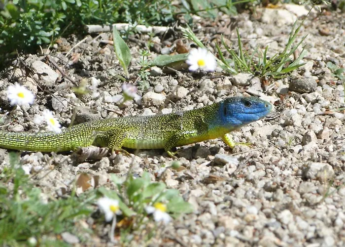 Apartamento Altes Spitzhaus An Der Goldroul *