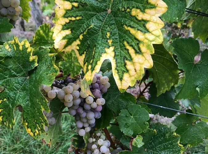 Altes Spitzhaus An Der Goldroul Apartamento